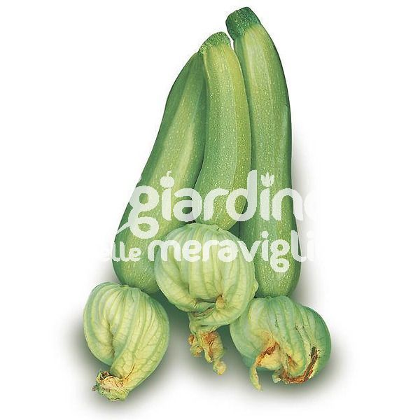 Zucchino verde chiaro tollerante virus GIOVI&#039;