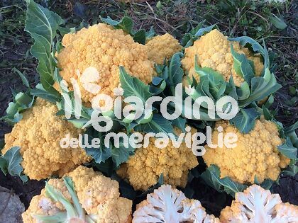 Cavolfiore Amo 125 Romanesco Arancione Amoresco