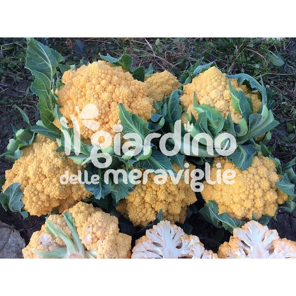 Cavolfiore Amo 125 Romanesco Arancione Amoresco