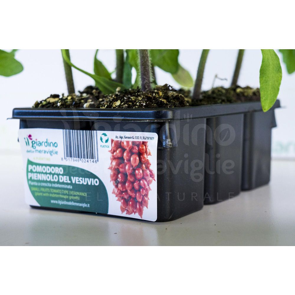 pomodori del piennolo del vesuvio seccagne 25 piantine piantine di pomodori