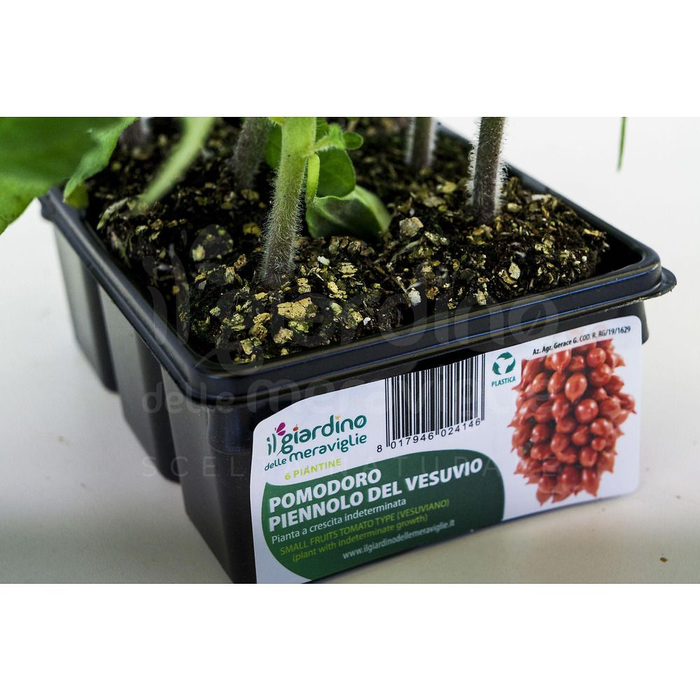 pomodori del piennolo del vesuvio seccagne 25 piantine piantine di pomodori