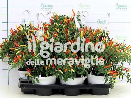 Peperoncino piccante Basket of Fire