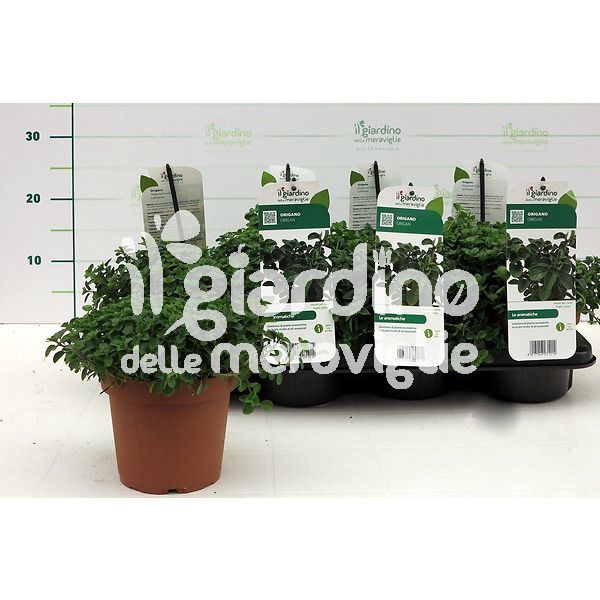 origano il giardino delle meraviglie