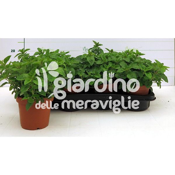 origano siciliano il giardino delle meravilgie