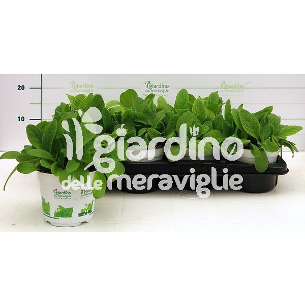 Borragine il giardino delle meraviglie