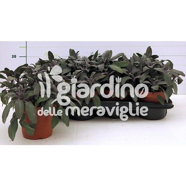 Salvia purpurea il giardino delle meraviglie