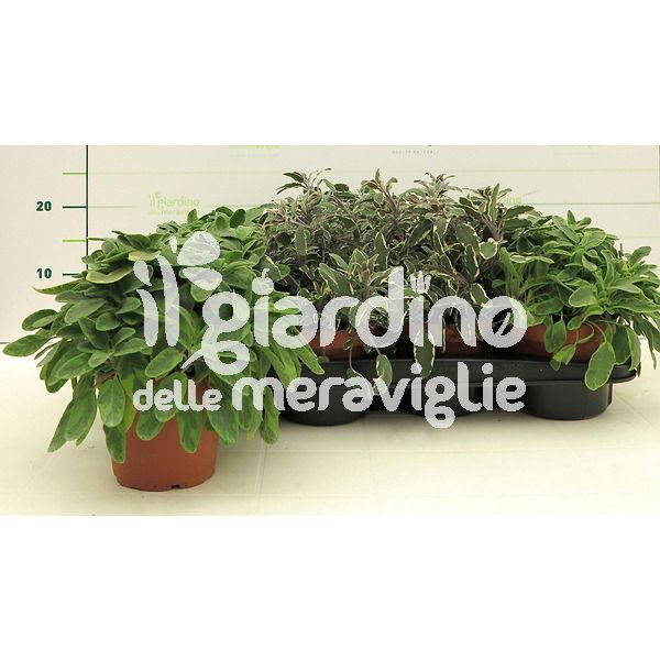 salvia variegata il giardino delle meraviglie