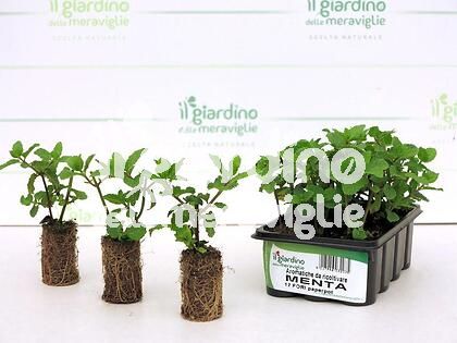 Menta
