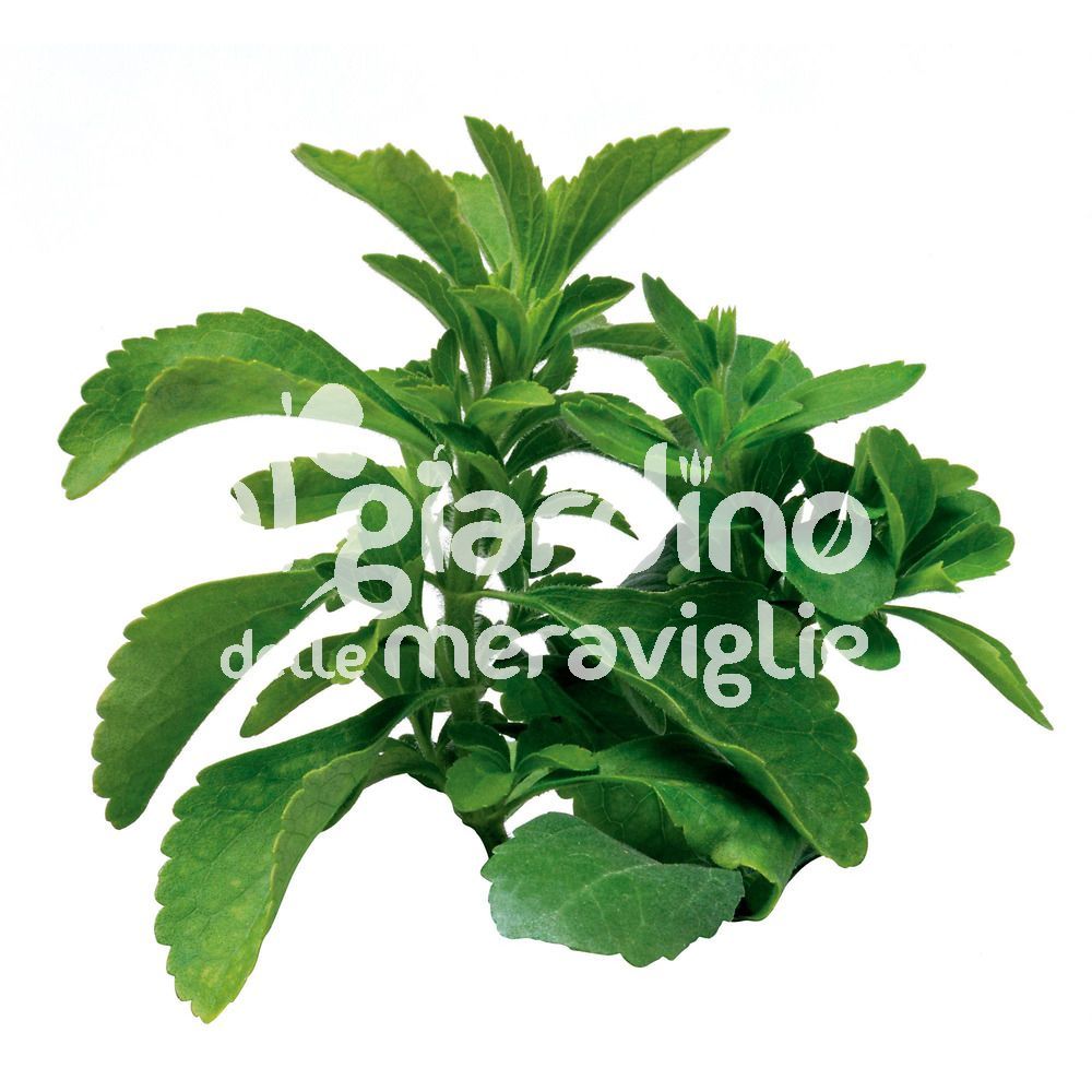 Piante di STEVIA