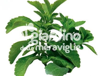 Stevia rebaudiana