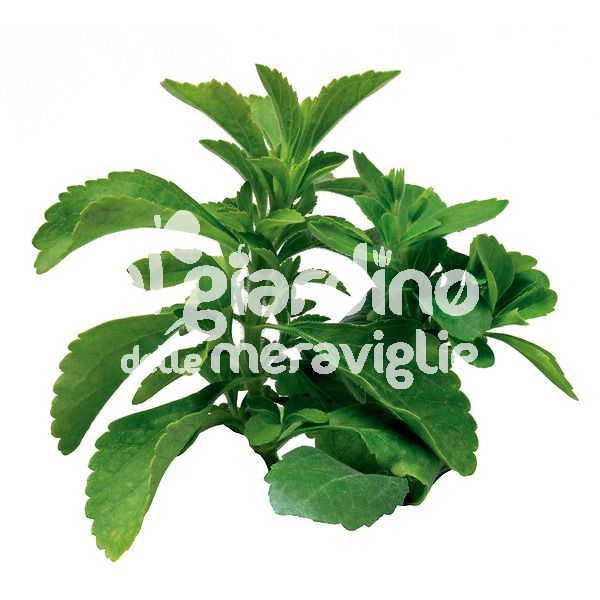 Stevia rebaudiana