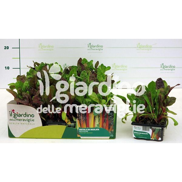 bietola mulicolor il giardino delle meraviglie