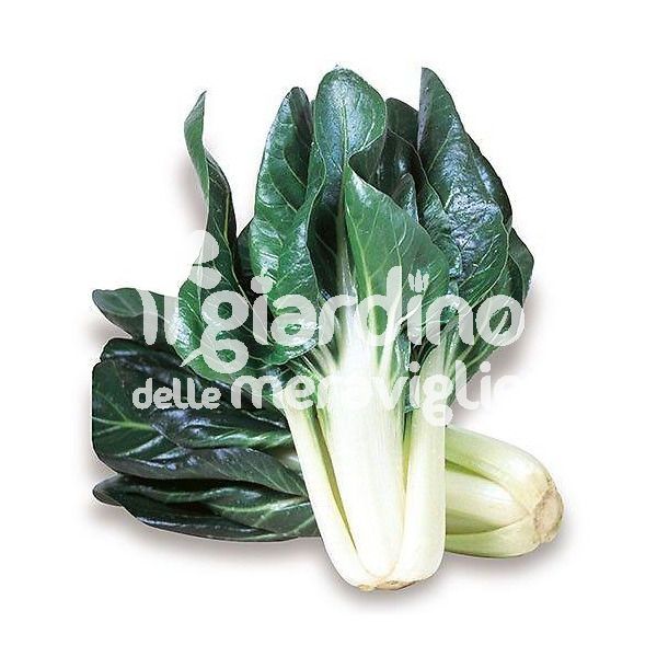 Bietola Barese compatta