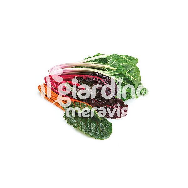 Bietola multicolor