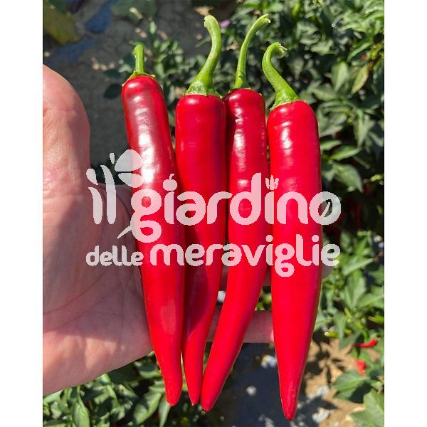 Peperone Bruciore lungo piccante