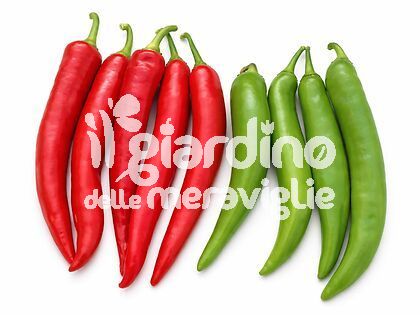 Peperone Bruciore lungo piccante