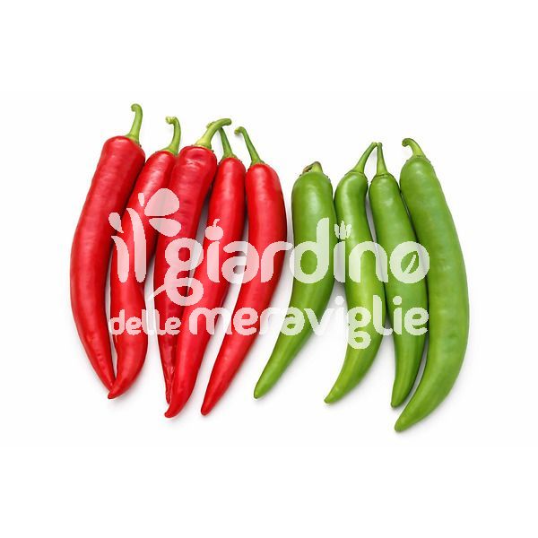Peperone Bruciore lungo piccante