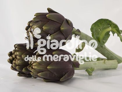 Carciofo Thema Violetto Precoce