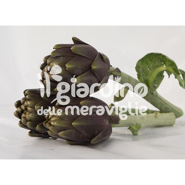 Carciofo Thema Violetto Precoce