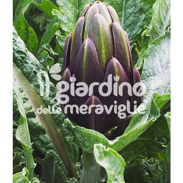 Carciofo violetto di Sicilia ibrido