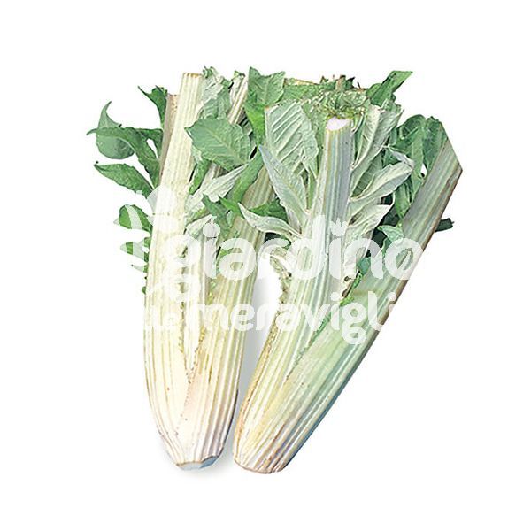 Cardo bianco inerme