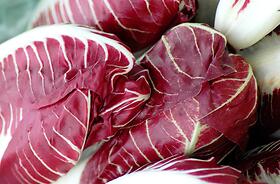 Cicoria, Radicchio