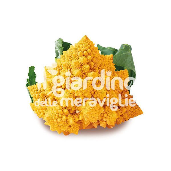 Cavolfiore Amo 125 Romanesco Arancione Amoresco
