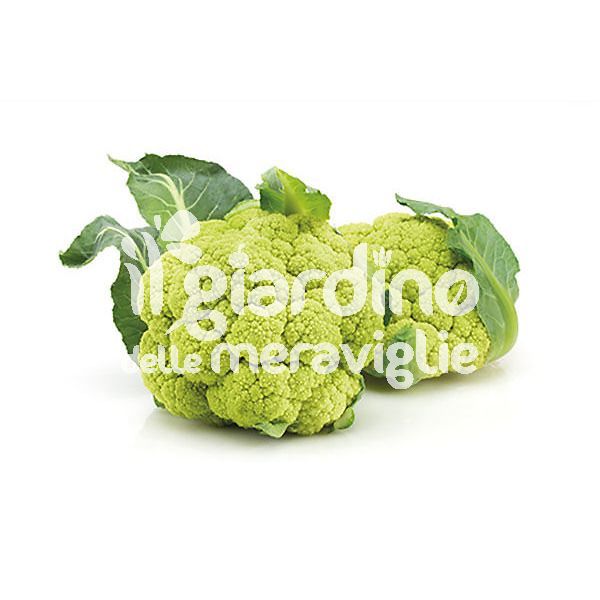 Cavolfiore verde ibrido ECO