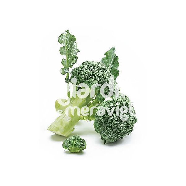 Cavolo broccolo Ramoso Calabrese