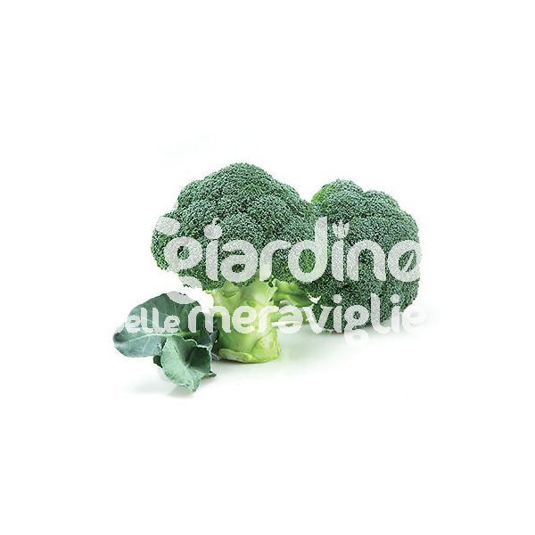 Cavolo broccolo Marathon