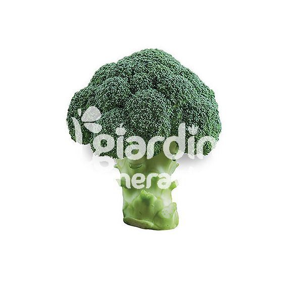 Cavolo broccolo Naxos