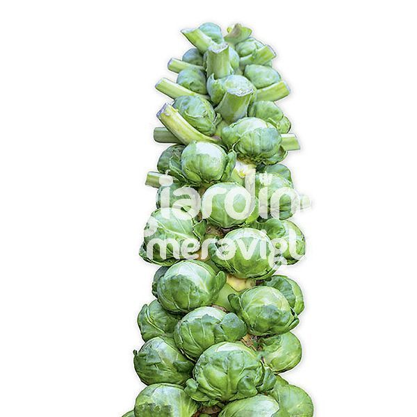 Cavolo di Bruxelles