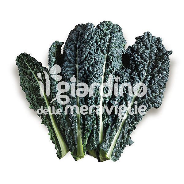 Cavolo nero o nero di Toscana 60 gg