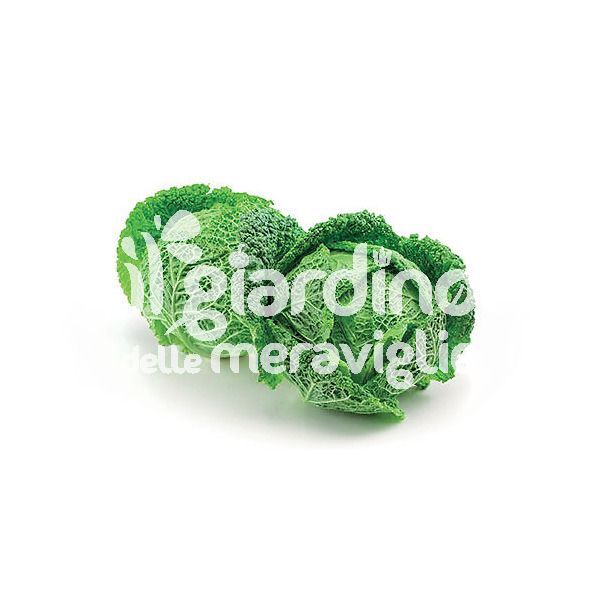 Cavolo Verza Conquista