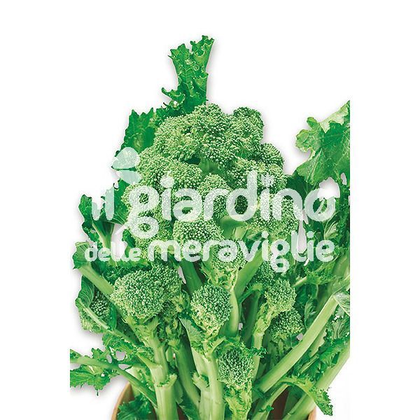 Cime di rapa (cima grande)