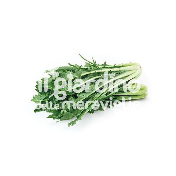 Cicoria catalogna