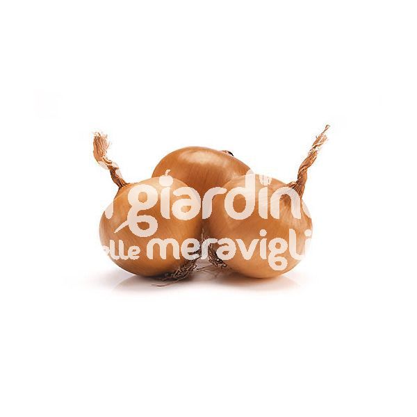 Cipolla dorata di Parma