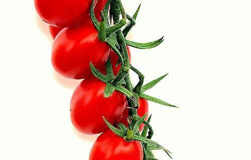 Vendita Piante 10 Piantine Pomodoro Datterino Nano - Biologiche, Per Vaso O Orto Piantine Da Orto