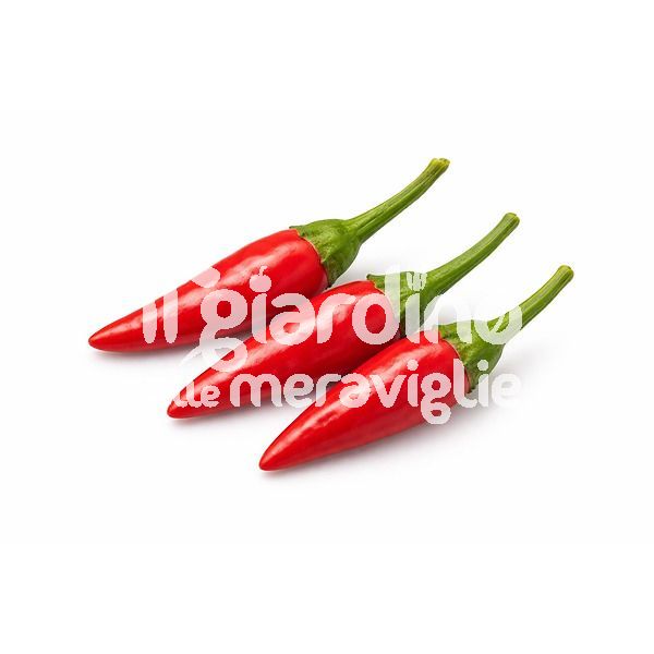 peperoncino diavoletto ornamentale piccante