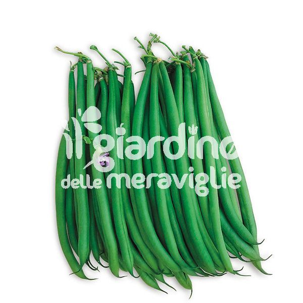 Fagiolino rampicante verde