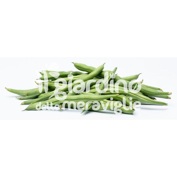 Fagiolino nano verde