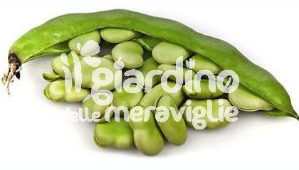 Fava dolce di Leonforte 4-6 grani