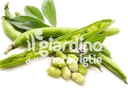 Fava lunga sciabola verde 8-9 grani