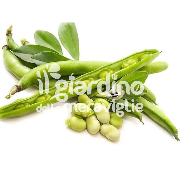 Fava lunga sciabola verde 8-9 grani