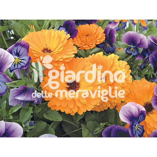 Calendula officinalis