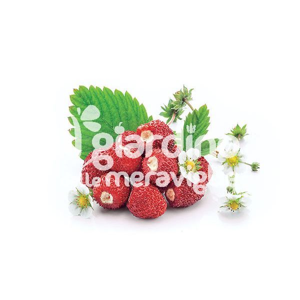 Fragola di bosco
