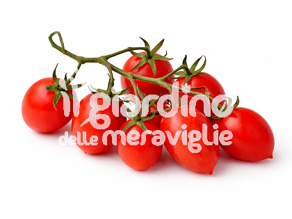 pomodoro frassino pizzutello punta a goccia