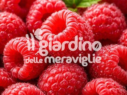 Lampone rosso rifiorente