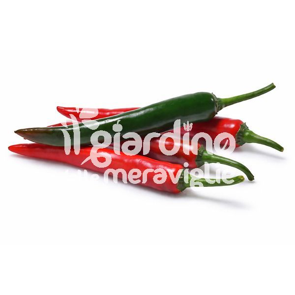 Peperone piccante Fuego star