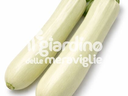 Zucchino Katanè